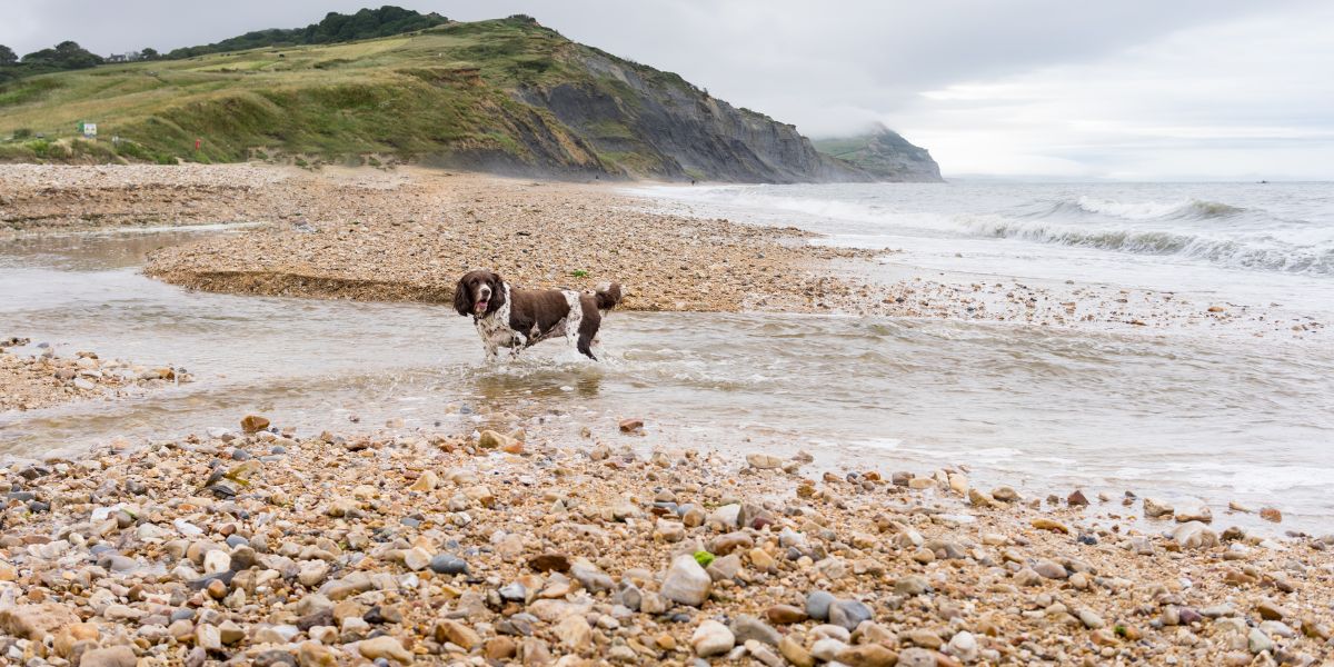 Best Fossil Beaches in Dorset 