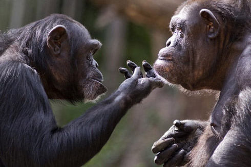 Best Zoos and Wildlife Parks in Dorset