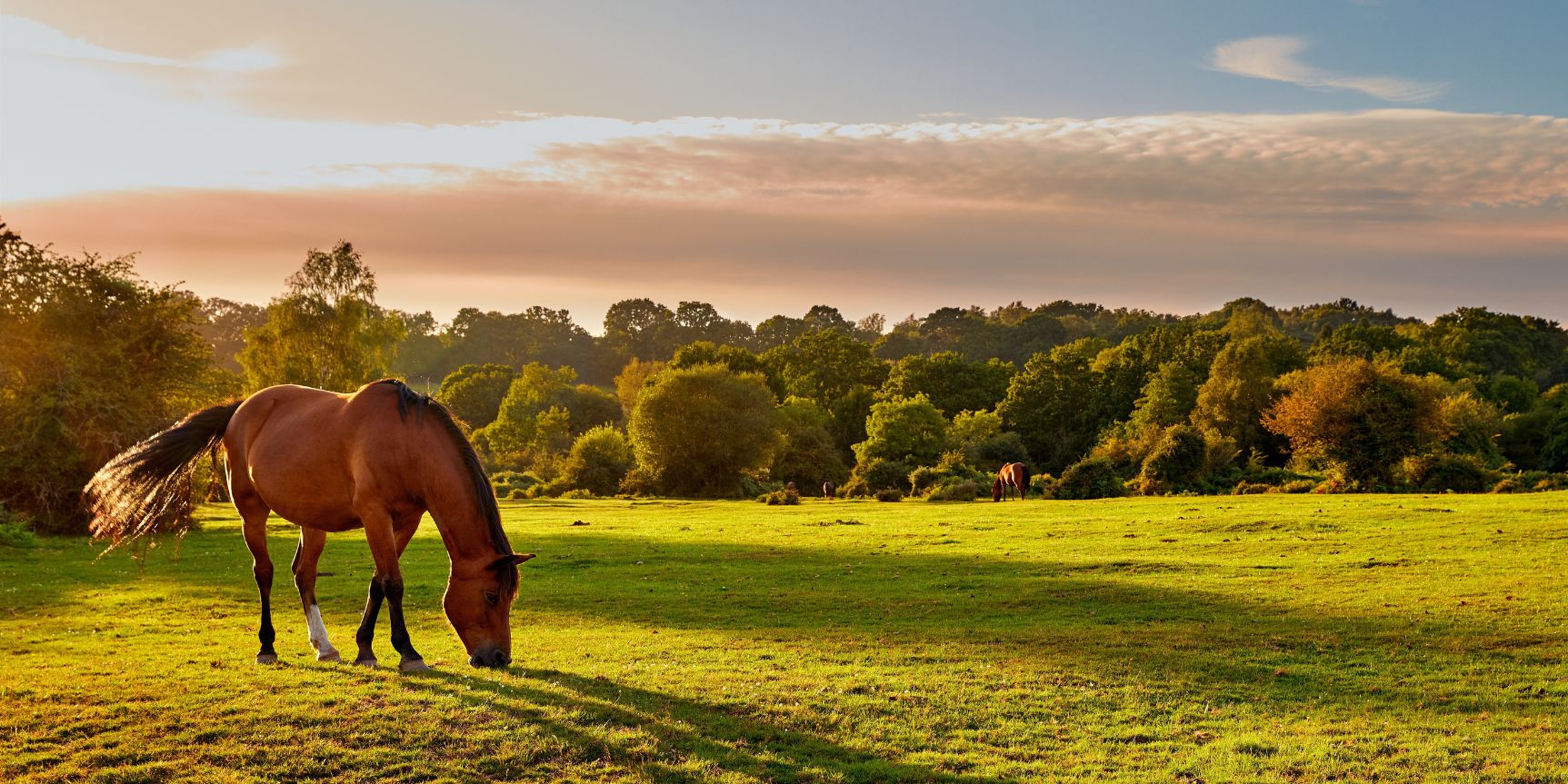 Hamptworth | The New Forest