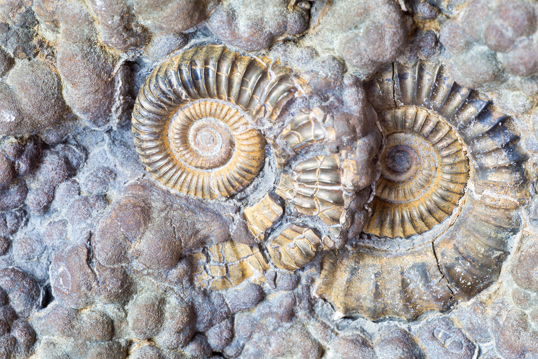 Visit Jurassic Coast